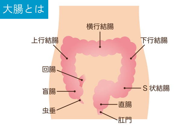 大腸とは