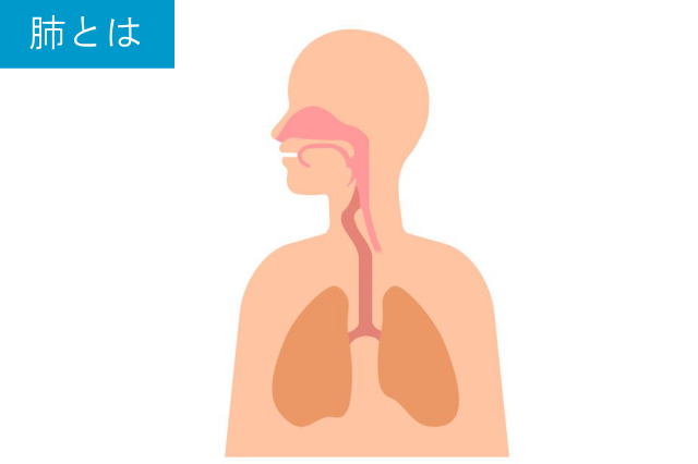 肺とは