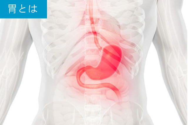 胃とは