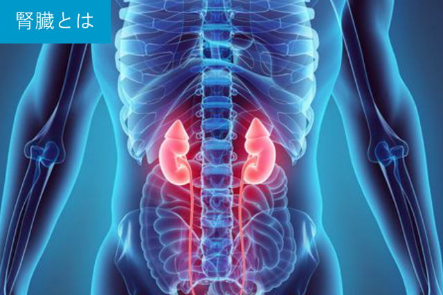 腎臓について
