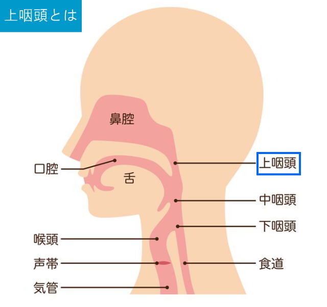 中咽頭について