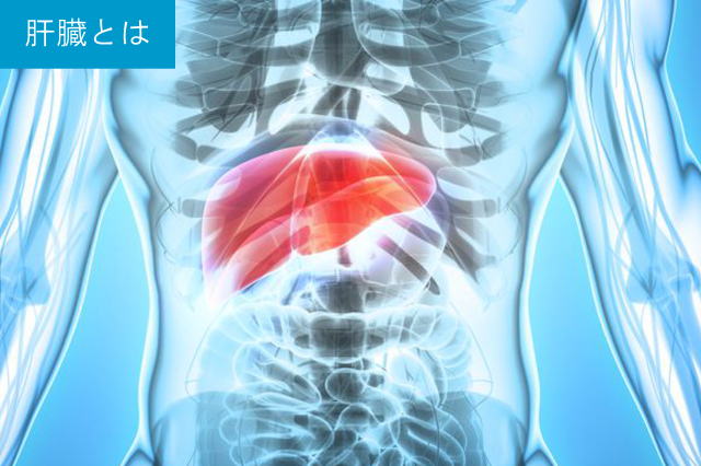 肝臓について