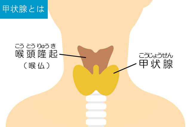 甲状腺とは