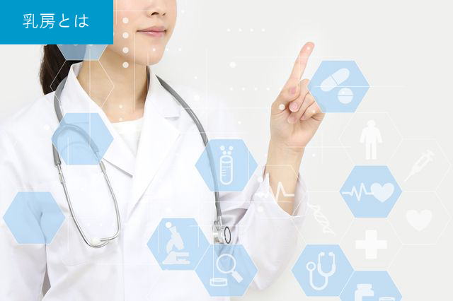 乳房とは