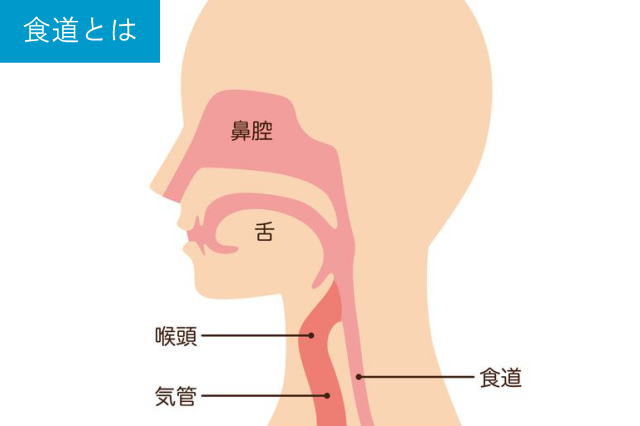 食道とは